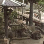 淡路島モンキーセンターのライブカメラ|兵庫県洲本市のサムネイル