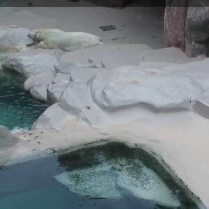 静岡県静岡市 日本平動物園ホッキョクグマのライブカメラ