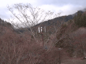 東京都奥多摩町 山のふるさと村のライブカメラ
