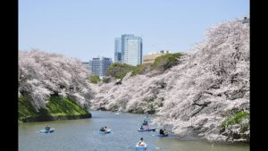 東京都千代田区 千鳥ヶ淵 緑道の桜のライブカメラ