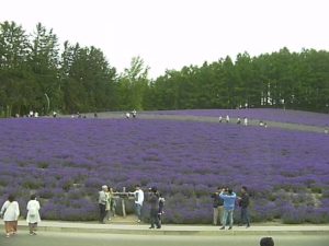 北海道中富良野町 トラディショナル・ラベンダー畑のライブカメラ
