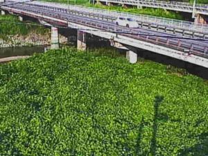 滋賀県近江八幡市 日野川 桐原橋のライブカメラ