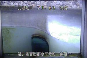福井県永平寺町 九頭竜川 鳴鹿大堰魚道のライブカメラ