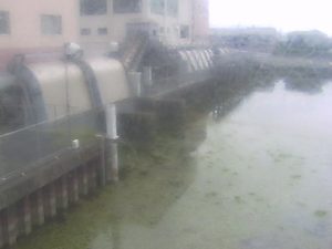 愛知県蟹江町 善太川 善太のライブカメラ