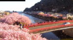 伊豆の河津川・舘橋(河津桜)のライブカメラ|静岡県河津町のサムネイル
