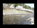 岩屋公園キャンプ場・桜・紅葉のライブカメラ|鹿児島県南九州市のサムネイル