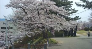 秋田県由利本荘市 本荘公園・桜開花情報のライブカメラ