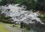 岩槻城址公園のライブカメラ|埼玉県さいたま市のサムネイル