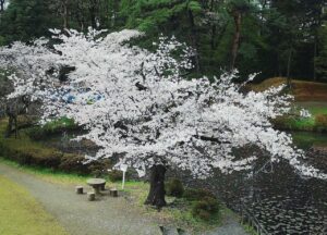 埼玉県さいたま市 岩槻城址公園のライブカメラ