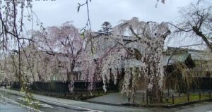 秋田県仙北市 角館の桜まつりのライブカメラ