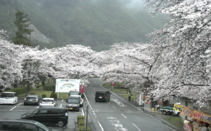 奈良県下北山村 上池原・下北山の桜並木のライブカメラ