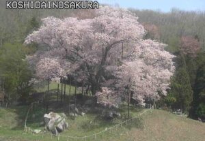 福島県古殿町 越代の桜のライブカメラ