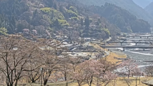 長野県大鹿村 大鹿村・大西公園の桜のライブカメラ
