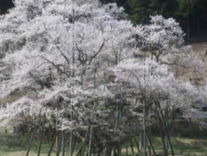 岐阜県本巣市 淡墨桜のライブカメラ