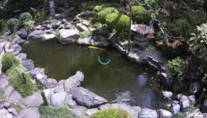 神奈川県横浜市 曹洞宗貞昌院・裏庭の池のライブカメラ