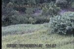 幾春別川 青山橋のライブカメラ|北海道三笠市のサムネイル