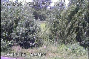 北海道旭川市 石狩川 金星樋門のライブカメラ