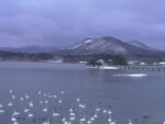 小湊海岸のハクチョウのライブカメラ|青森県平内町のサムネイル