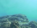 串本海中公園の海中のライブカメラ|和歌山県串本町のサムネイル