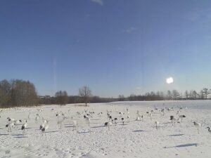 北海道鶴居村 釧路湿原のタンチョウのライブカメラ