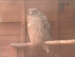 釧路湿原野生生物保護センターのシマフクロウのライブカメラ|北海道釧路市のサムネイル