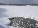 クッチャロ湖のハクチョウのライブカメラ|北海道浜頓別町のサムネイル