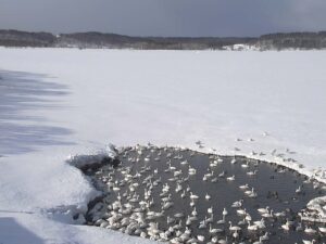 北海道浜頓別町 クッチャロ湖のハクチョウのライブカメラ