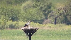 栃木県小山市 渡良瀬遊水地よりコウノトリの営巣のライブカメラ