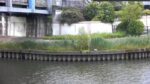 新河岸川 舟渡大橋のライブカメラ|東京都板橋区のサムネイル