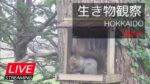 札幌郊外の餌場（エゾリス・シジュウカラ）のライブカメラ|北海道札幌市のサムネイル