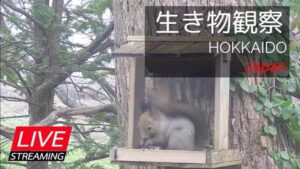 北海道札幌市 札幌郊外の餌場(エゾリス・シジュウカラ)のライブカメラ