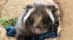 小諸市動物園・ムササビ舎のライブカメラ|長野県小諸市のサムネイル