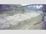 江の川 右岸 伊賀和志106.3kのライブカメラ|広島県三次市のサムネイル