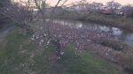 法勝寺川 左岸 城山10k540のライブカメラ|鳥取県南部町のサムネイル