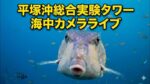 東京大学平塚沖総合実験タワーより水深7mの海中のライブカメラ|神奈川県平塚市のサムネイル