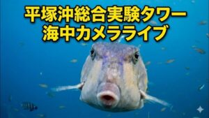 神奈川県平塚市 東京大学平塚沖総合実験タワーより水深7ｍの海中のライブカメラ